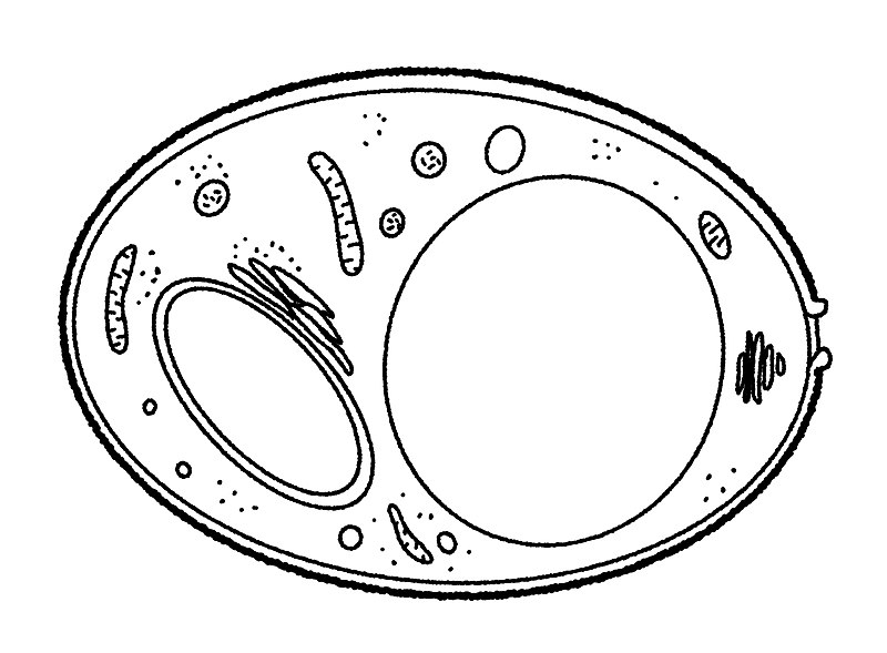 yeast_cell_diagram_illustration.jpg