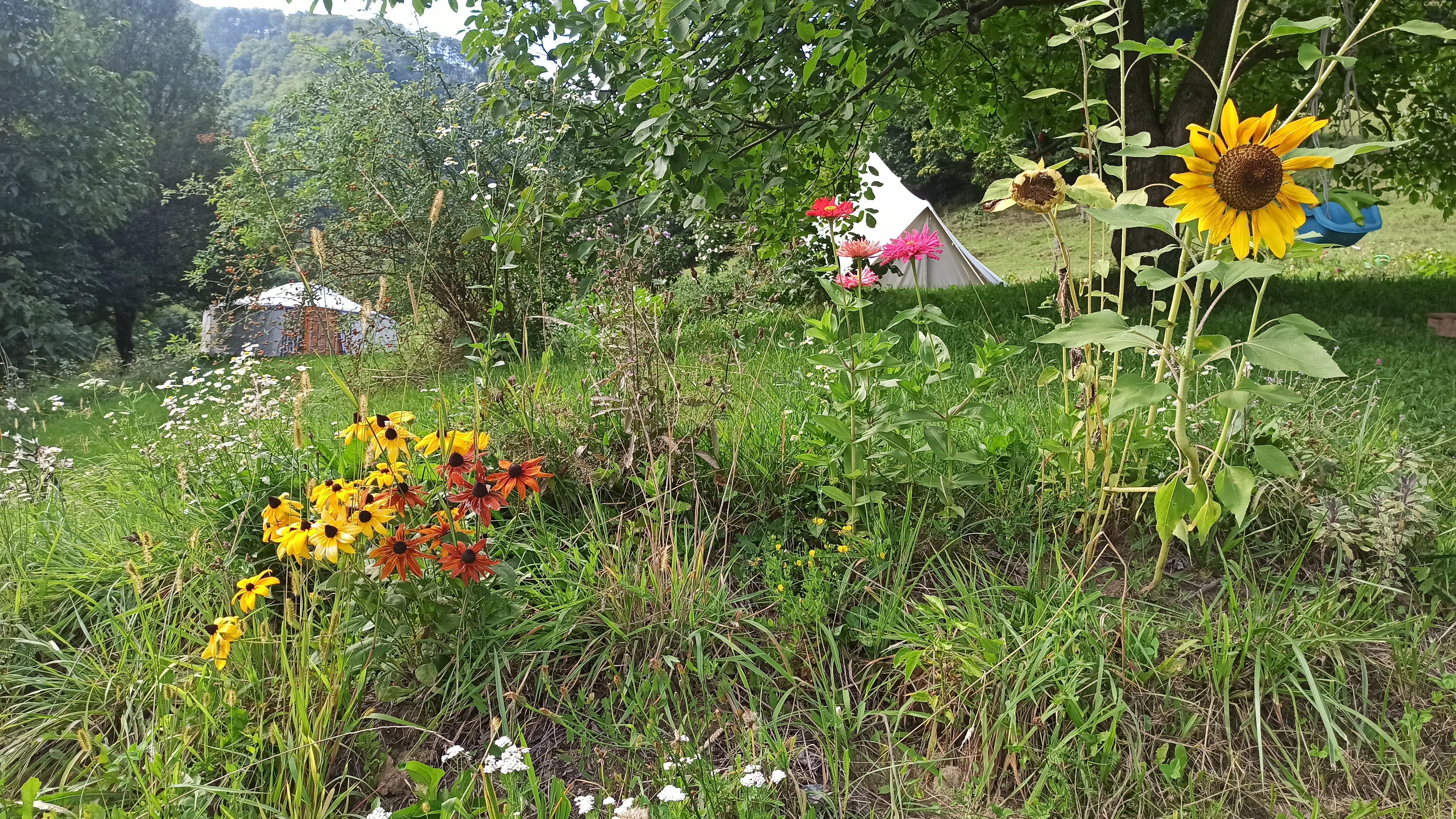 flowers-tent-yurt.jpg