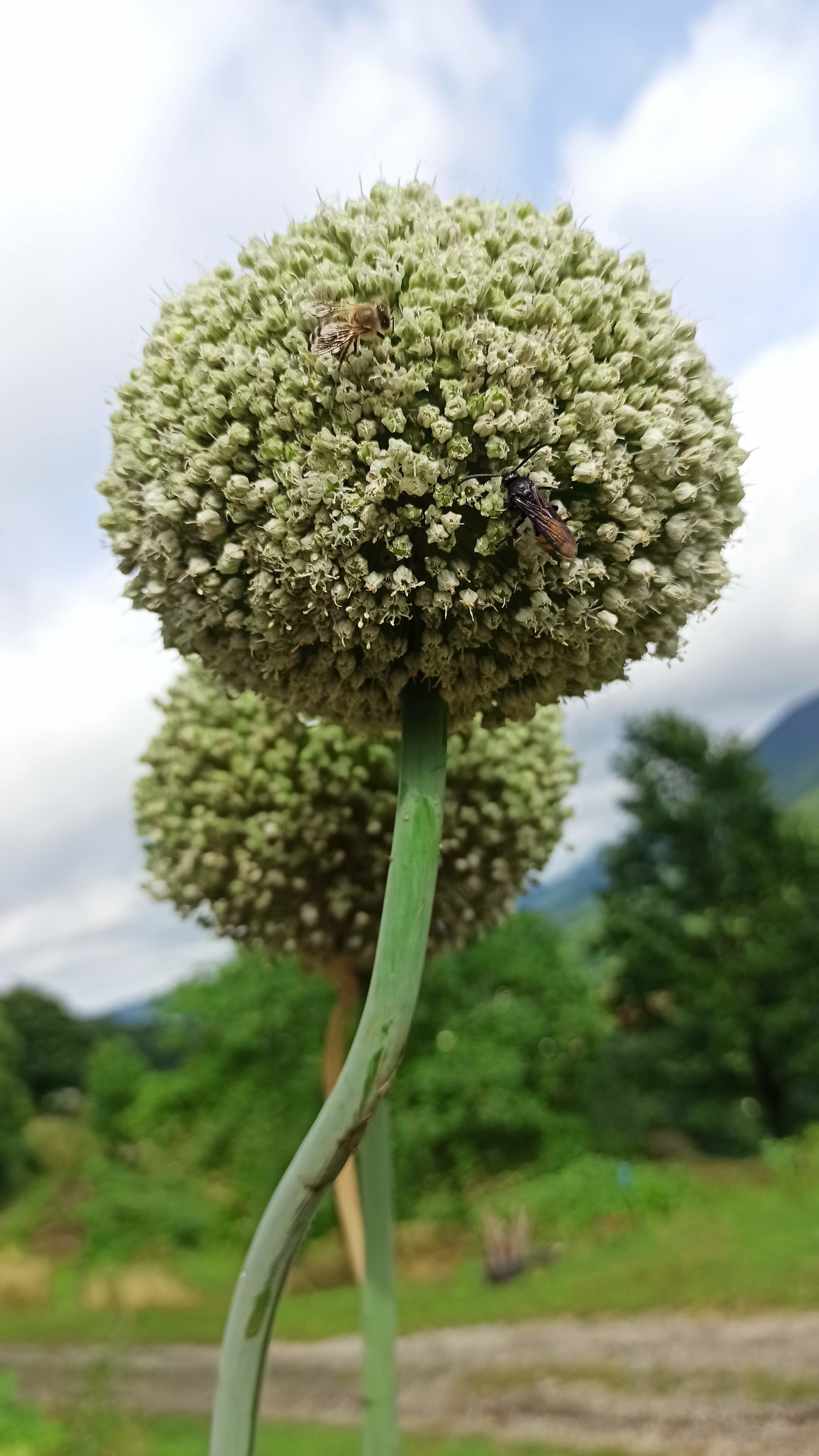onion-flower-seeds.jpg