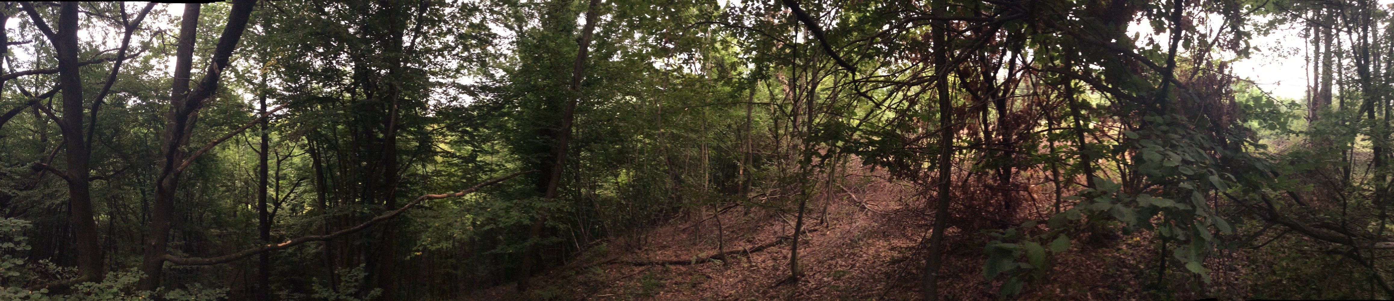 woodland-oak-panorama.jpg