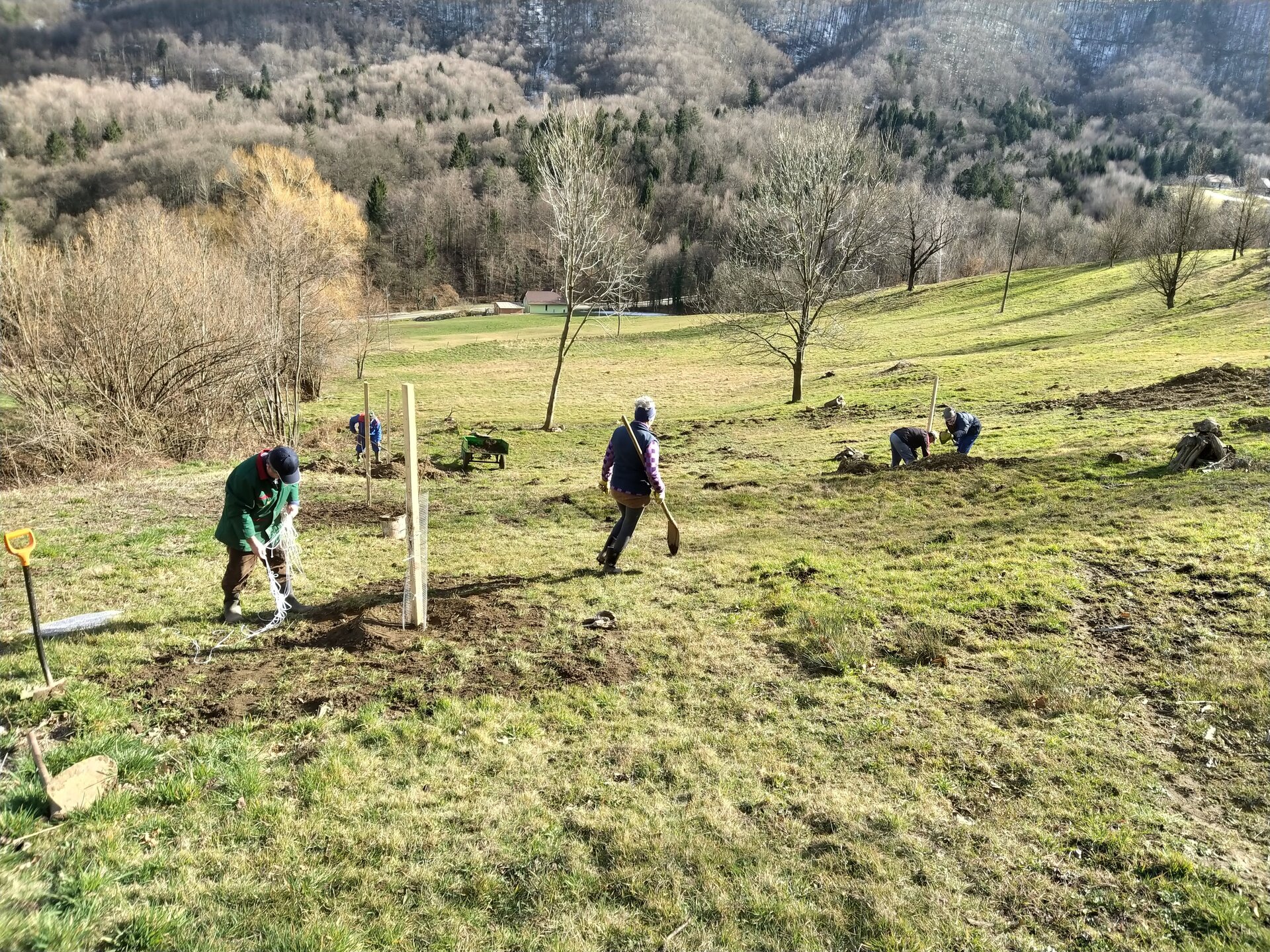 Orchard planting